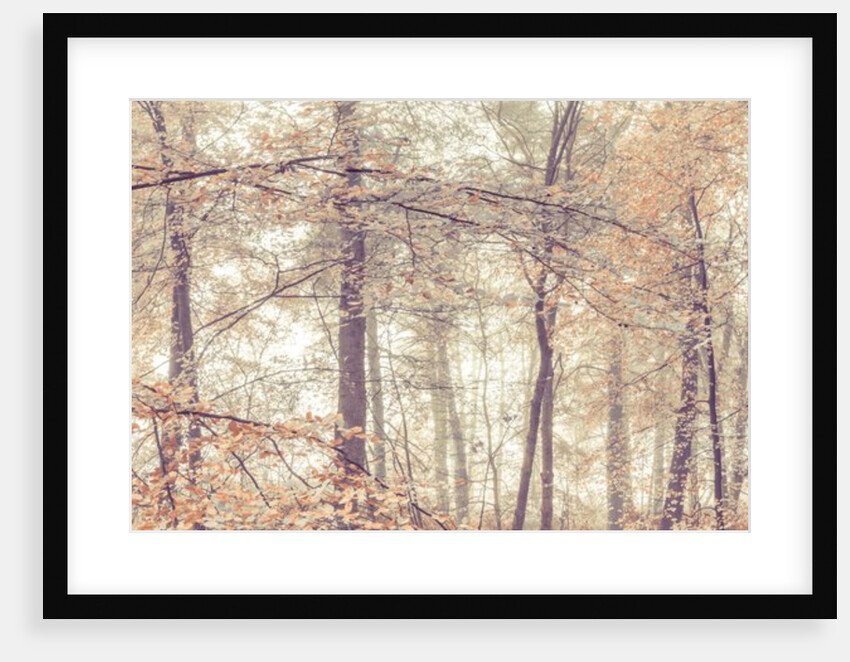 Misty forest by Assaf Frank